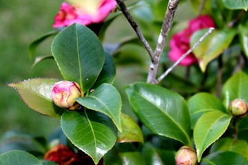 Branches of green leaves with flower buds pink camellia blooming