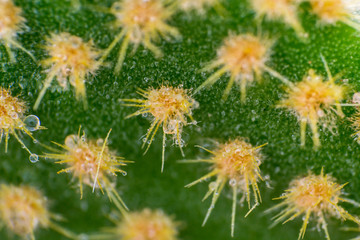 Closeup of spines on cactus, background cactus with spines