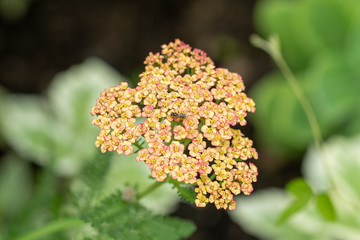 orange flowers against the grass in soft focus