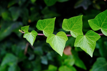 Fototapeta na wymiar Isolated ivy vine on dark soft floral background.