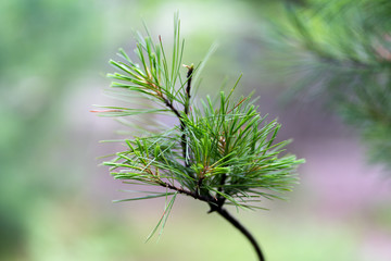 macro photo of spruce branch in soft focus