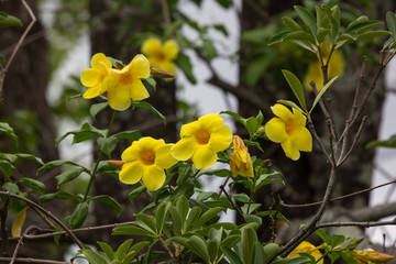  Yellow Allamanda flower  with green leaf