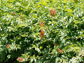 Liane, feuillage et cymes de fleurs de bignone ou trompette de Virginie (Campsis radicans)