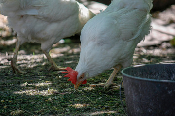 White chicken close-up in an outdoor garden. Red Scallop Chicken