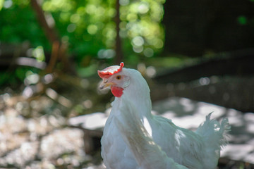 White chicken close-up in an outdoor garden. Red Scallop Chicken