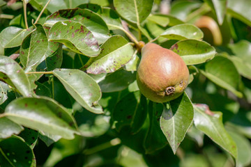 A group of ripe healthy yellow and green pears growing on a pear tree branch, in a genuine organic garden. Close-up.
