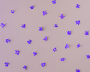 Fototapeta na wymiar Flowers composition. Pattern made of wild small purple flowers on light purple background.