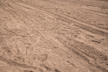 Plowed field in the early summer