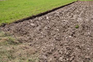 Plowed field and green grass in the early summer