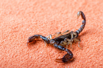 Scorpion crawling on the fabric, close up