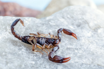 Scorpion sitting on a stone close up