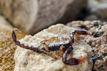Scorpion sitting on a stone close up