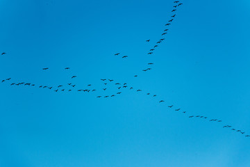 A flock of birds flies in the jamb to the south