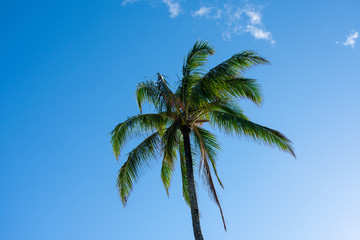 Palmtree Sky