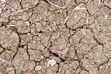 Fototapeta premium Texture of arid land surface with cracks. Drought and soil cracks.