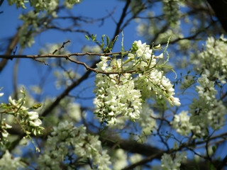 nature photo