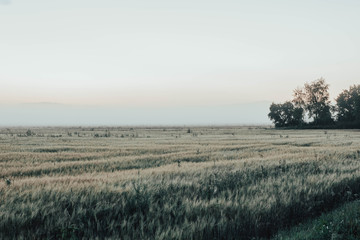 Obraz premium foggy morning in a field of rye in nature