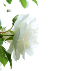 Weiße Rose vor hellen Hintergrund - Freisteller mit Textfreiraum