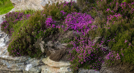 View of Shaftoe Crags and surrounding area. Northumberland. England, UK.
