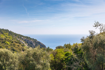 Fototapeta na wymiar Trees in Provence at spring near the sea