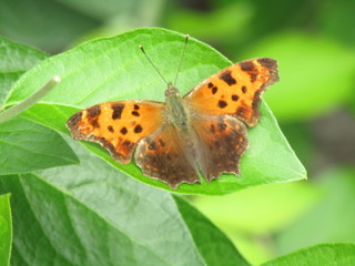 nature photo