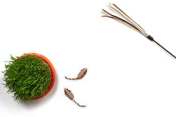 Flat lay composition with accessories for a cat isolated on white background. Pet care.