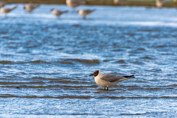 Möwe am Strand