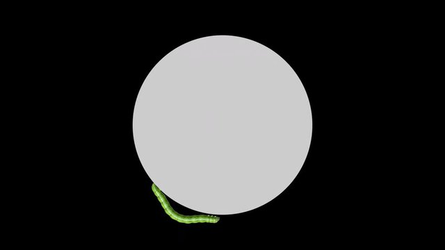 Green caterpillar crawling around the edge of a blank gray circle. Transparent background ProRes 4444 in 4k UHD resolution. Seamless loop 3D animation with alpha channel.