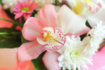 flowers, orchid, closeup