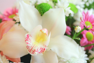 flowers, orchid, closeup