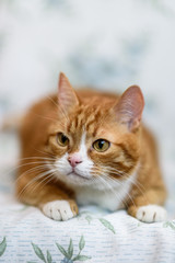 Portrait of a domestic ginger cat close-up with a strongly blurred background.