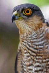 Portrait of a sparrow hawk, (Accipiter nisus), among the thickets of the forest
