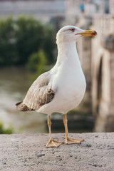 Italy, Rome, street, travel, old town, sculpture, culture, gull