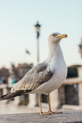 Italy, Rome, street, travel, old town, sculpture, culture, gull