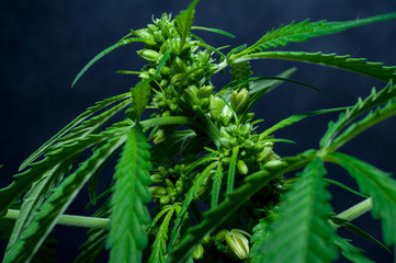 male or hermaphrodite cannabis plant in flowering on dark background