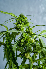 male or hermaphrodite cannabis plant in bloom 