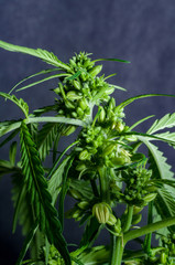 male or hermaphrodite cannabis plant in bloom 