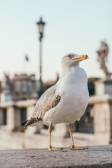 Italy, Rome, street, travel, old town, sculpture, culture, gull