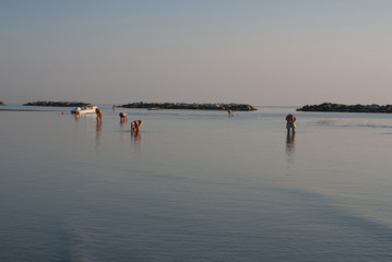 la gente raccoglie vongole in mare all'alba