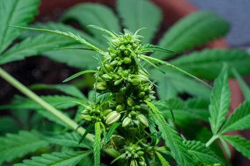 male or hermaphrodite cannabis plant in bloom 