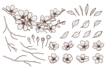 Almond blossoms hand drawn set. Spring flowers leaves ,buds and branches collected. Sakura,cherry, apple tree,plum blossoming elements isolated on white background. Ink pen vector illustration.