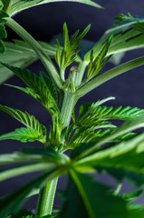 cannabis plant with cut top close up