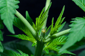cannabis plant topping macro close up on dark background