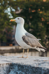 Italy, Rome, street, travel, old town, sculpture, culture, gull