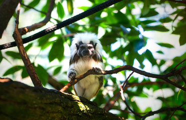 Cotton head / Saguinus oedipus