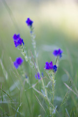 macro de flores moradas