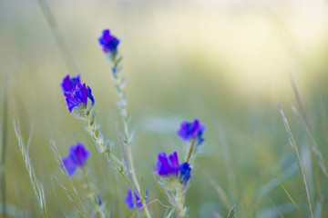 macro de flores moradas