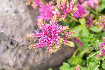 pink flower against a background of foliage in macro and soft focus