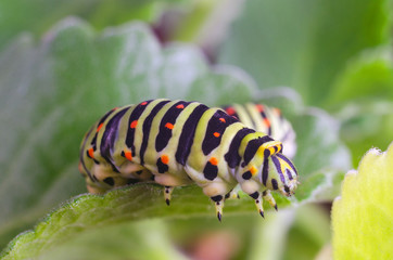 Caterpillar of the Machaon crawling on green leaves, close-up