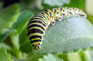 Caterpillar of the Machaon crawling on green leaves, close-up